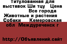 Титулованная для выставок Ши-тцу › Цена ­ 100 000 - Все города Животные и растения » Собаки   . Кемеровская обл.,Междуреченск г.